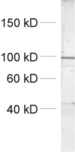 Dynamin1/2/3 Polyclonal rabbit antiserum - image 1